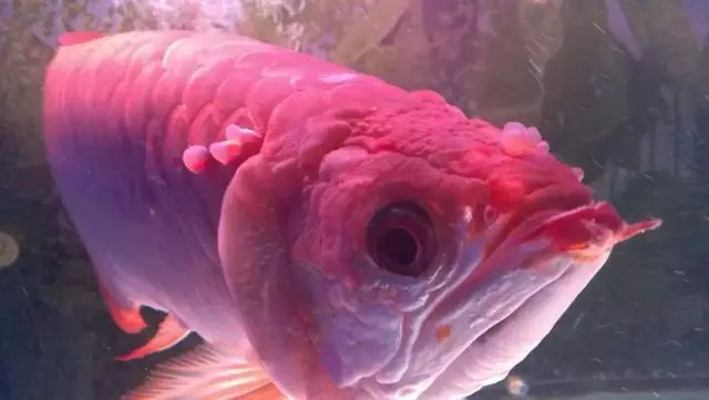 龍魚立起來了怎么辦：如何判斷龍魚立起的原因 龍魚立起來了怎么辦：如何判斷龍魚立起的原因 龍魚百科 第2張