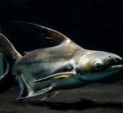 龍魚立起來了怎么辦：如何判斷龍魚立起的原因 龍魚立起來了怎么辦：如何判斷龍魚立起的原因 龍魚百科 第5張