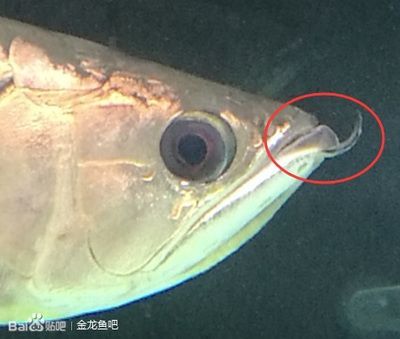 開燈龍魚掉眼 貼吧：開燈龍魚掉眼怎么辦