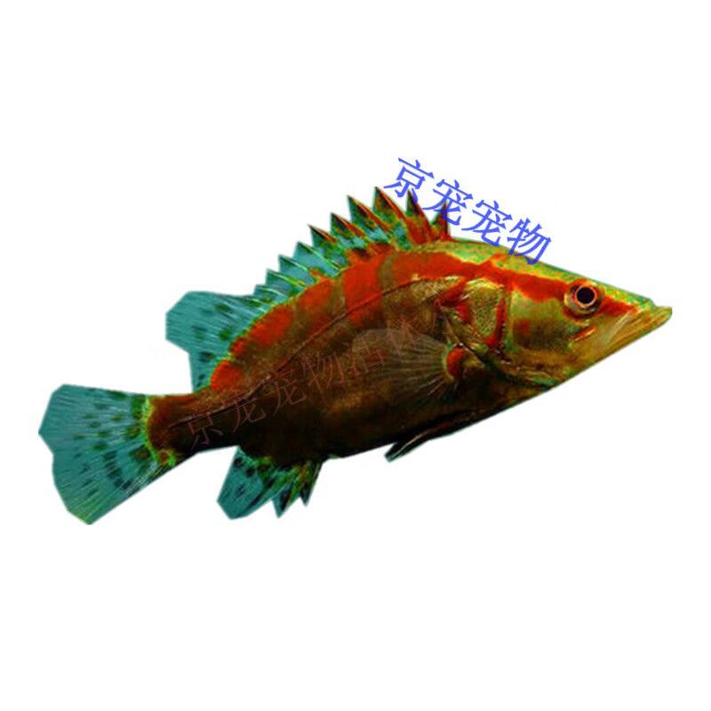 龍魚翹嘴怎么辦才能活得久：龍魚翹嘴怎么辦