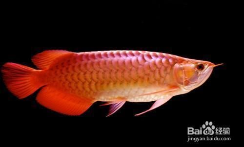 24k金龍魚是什么意思呀網絡用語：24k金龍魚是什么意思