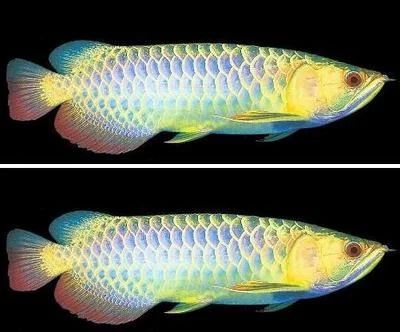 龍魚燈光選擇什么顏色：金龍魚燈光選擇顏色的詳細(xì)介紹金龍魚燈光選擇顏色的詳細(xì)介紹