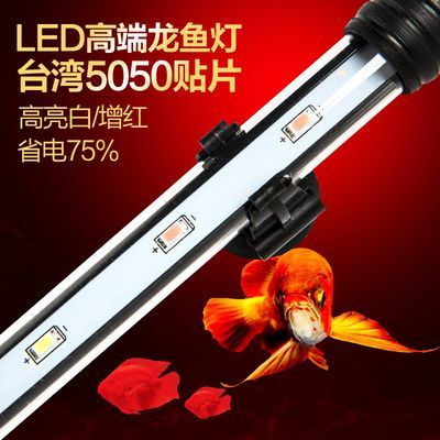 龍魚燈可以側：不同龍魚品種側燈選擇