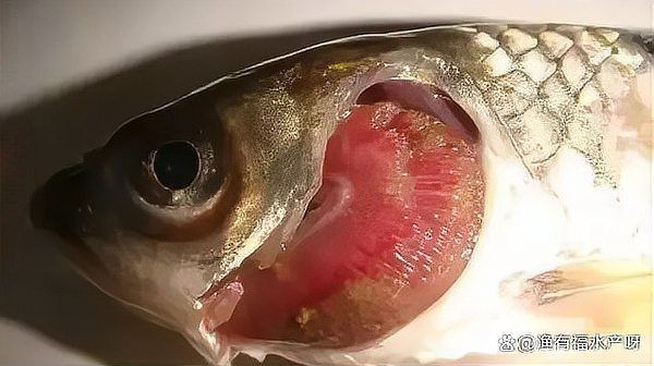 如何預防龍魚爛鰓蓋的發生？