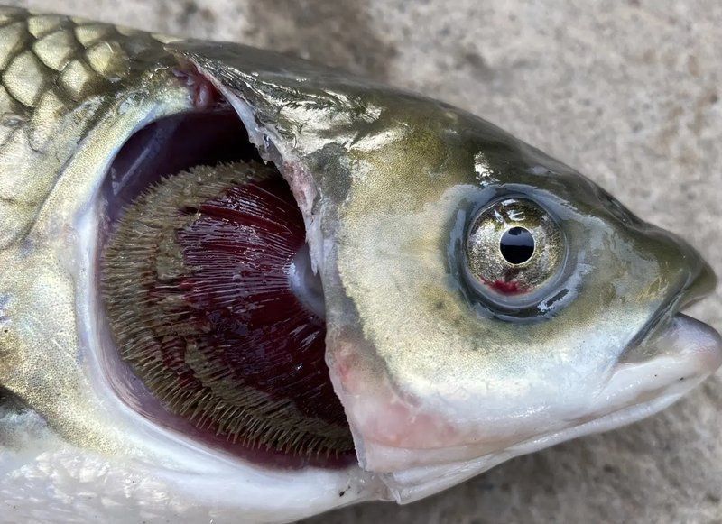 如何判斷龍魚鰓蓋潰爛的嚴(yán)重程度？