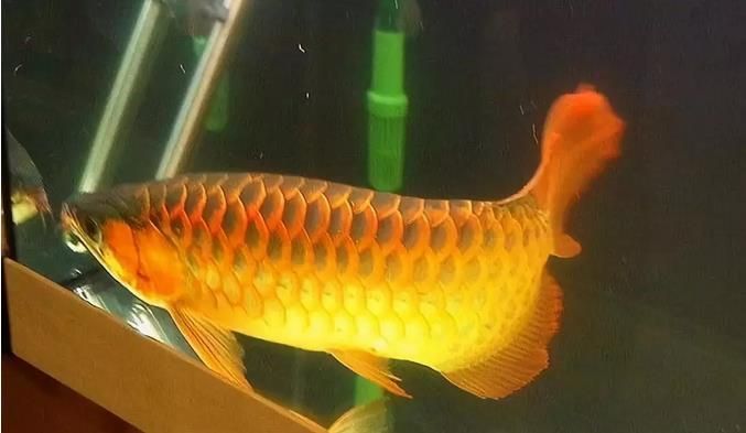 養金龍魚的說說句子：養金龍魚的唯美句子帶給我們的美好時光,養金龍魚的說說句子
