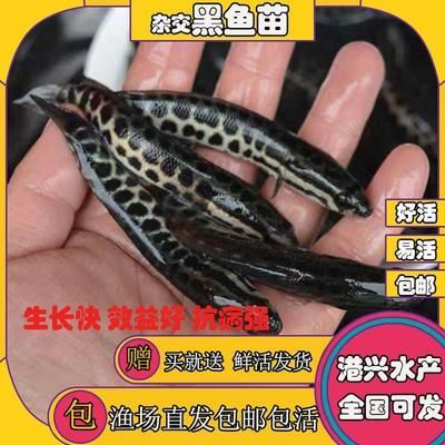 養金龍魚的說說句子：養金龍魚的唯美句子帶給我們的美好時光,養金龍魚的說說句子