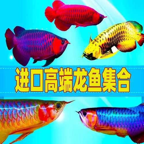 紅龍魚品牌等級排名圖片大全