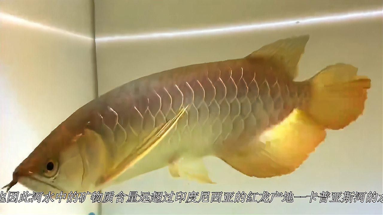 紅龍魚品牌等級排名圖片大全