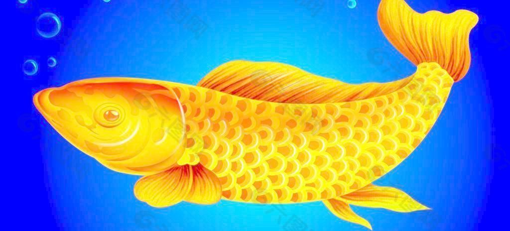 金龍魚怎么寫：亞洲龍魚、美麗硬仆骨舌魚，金龍魚融資凈買入1.74萬元
