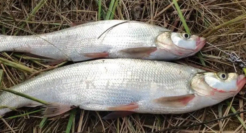 龍魚和翹嘴區別在哪兒