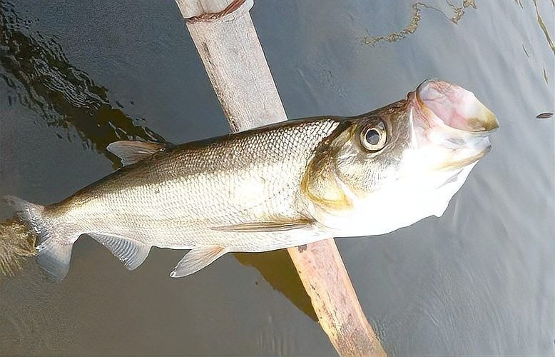 龍魚和翹嘴區別在哪兒