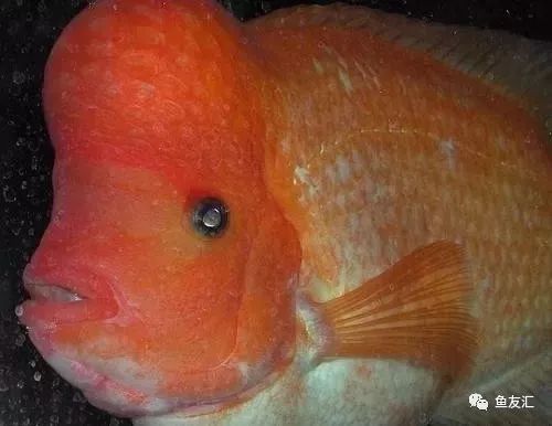 和紅龍魚混養的高端魚種：幾種適合與紅龍魚混養的高端魚種