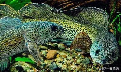 龍魚(yú)什么品種最兇：被認(rèn)為是最兇猛的龍魚(yú)品種