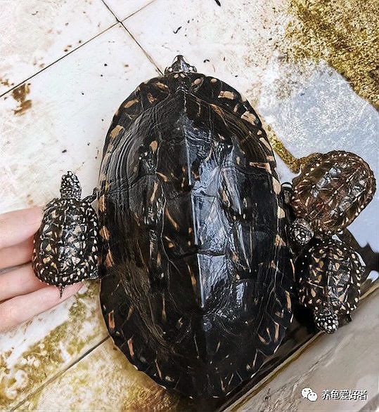 如何確保龜類不會攻擊龍魚？