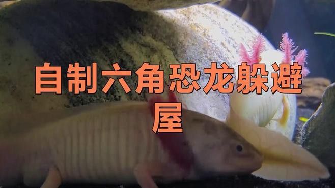 如何為六角龍魚提供躲避空間？