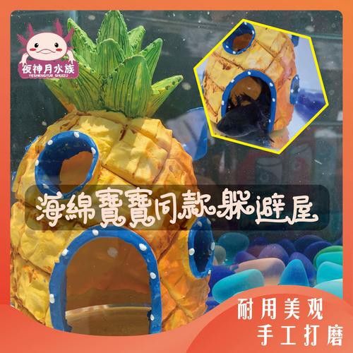 如何為六角龍魚提供躲避空間？