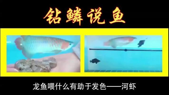 龍魚發色吃什么最好呢圖片大全視頻：如何判斷龍魚食物新鮮度
