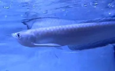 銀龍魚老是浮上水面是什么情況（銀龍魚老是浮上水面是什么原因？）