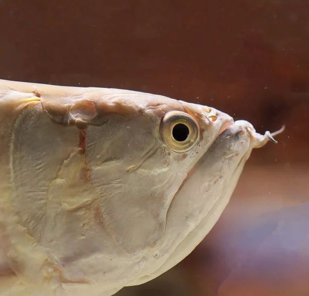 銀龍魚老是浮上水面是什么情況（銀龍魚老是浮上水面是什么原因？）