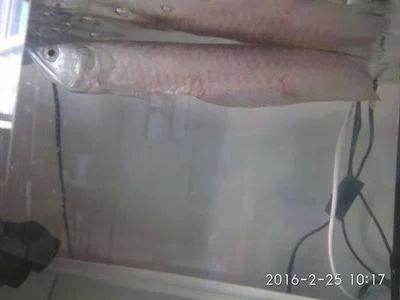 銀龍魚老是浮上水面是什么情況（銀龍魚老是浮上水面是什么原因？）