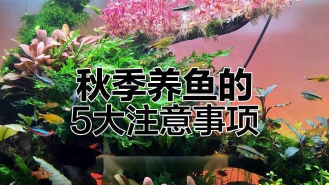 如何預防小火龍魚的白點病