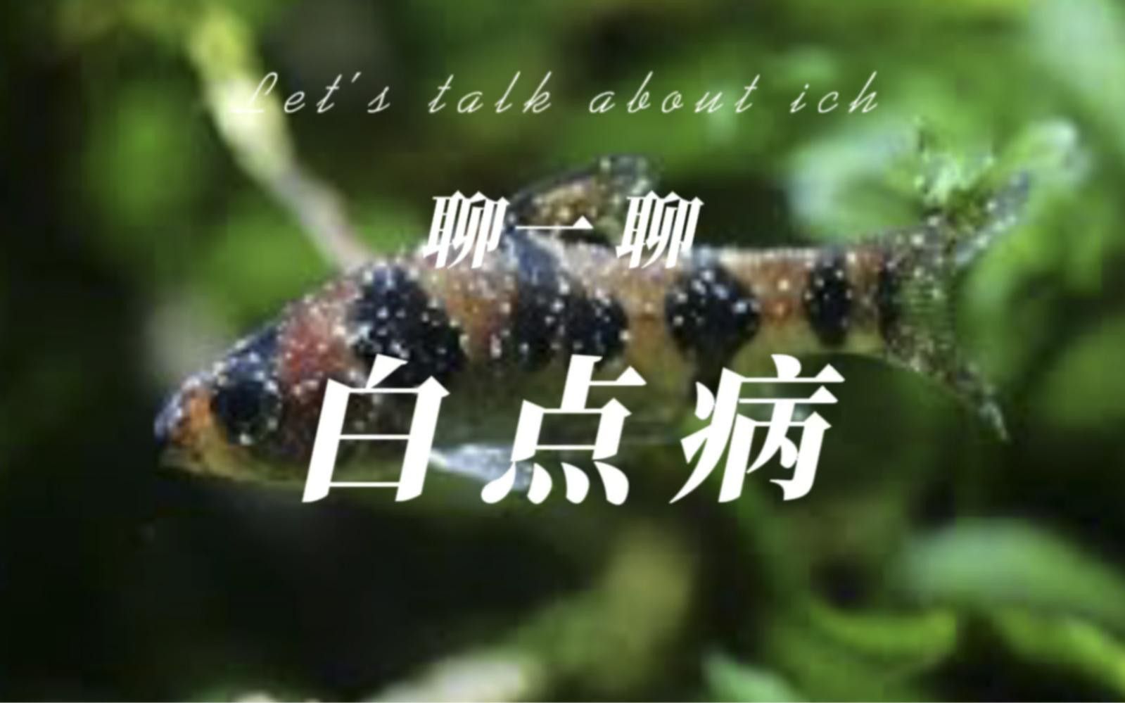 如何預防小火龍魚的白點病