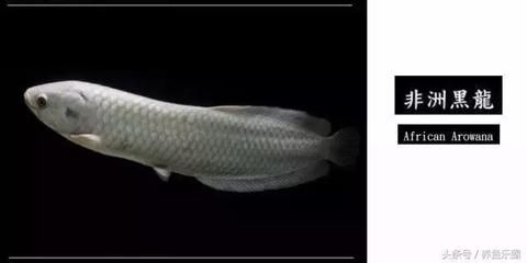 龍魚短身怎么看（如何判斷龍魚是否為短身）