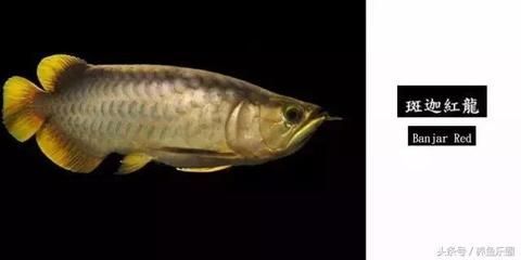 龍魚短身怎么看（如何判斷龍魚是否為短身）
