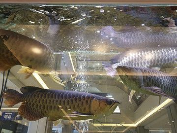 龍魚總是躲在角落里：龍魚躲在角落里的原因和解決方法