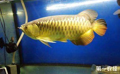 金龍魚與虎魚混養好嗎：金龍魚與虎魚是否適合混養之前