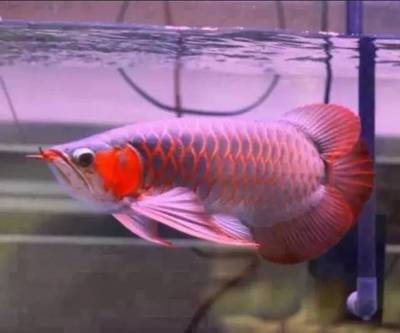 如何鑒別高品質超血紅龍魚：印尼超血紅龍魚鑒別高品質超血紅龍魚的發色過程詳解