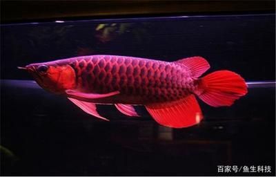 如何鑒別高品質超血紅龍魚：印尼超血紅龍魚鑒別高品質超血紅龍魚的發色過程詳解