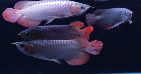 如何鑒別高品質超血紅龍魚：印尼超血紅龍魚鑒別高品質超血紅龍魚的發色過程詳解