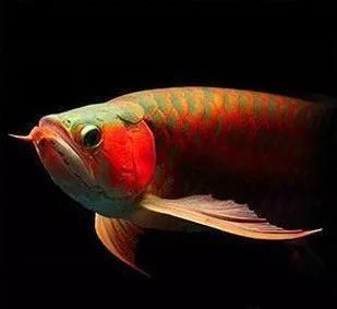 如何鑒別高品質超血紅龍魚：印尼超血紅龍魚鑒別高品質超血紅龍魚的發色過程詳解