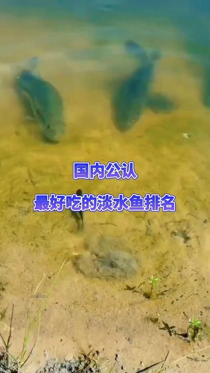 十大暴利淡水魚