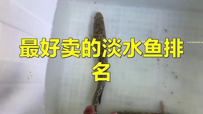 十大暴利淡水魚