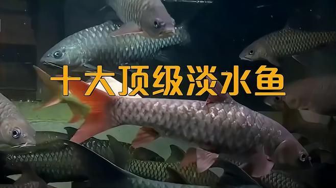 十大暴利淡水魚