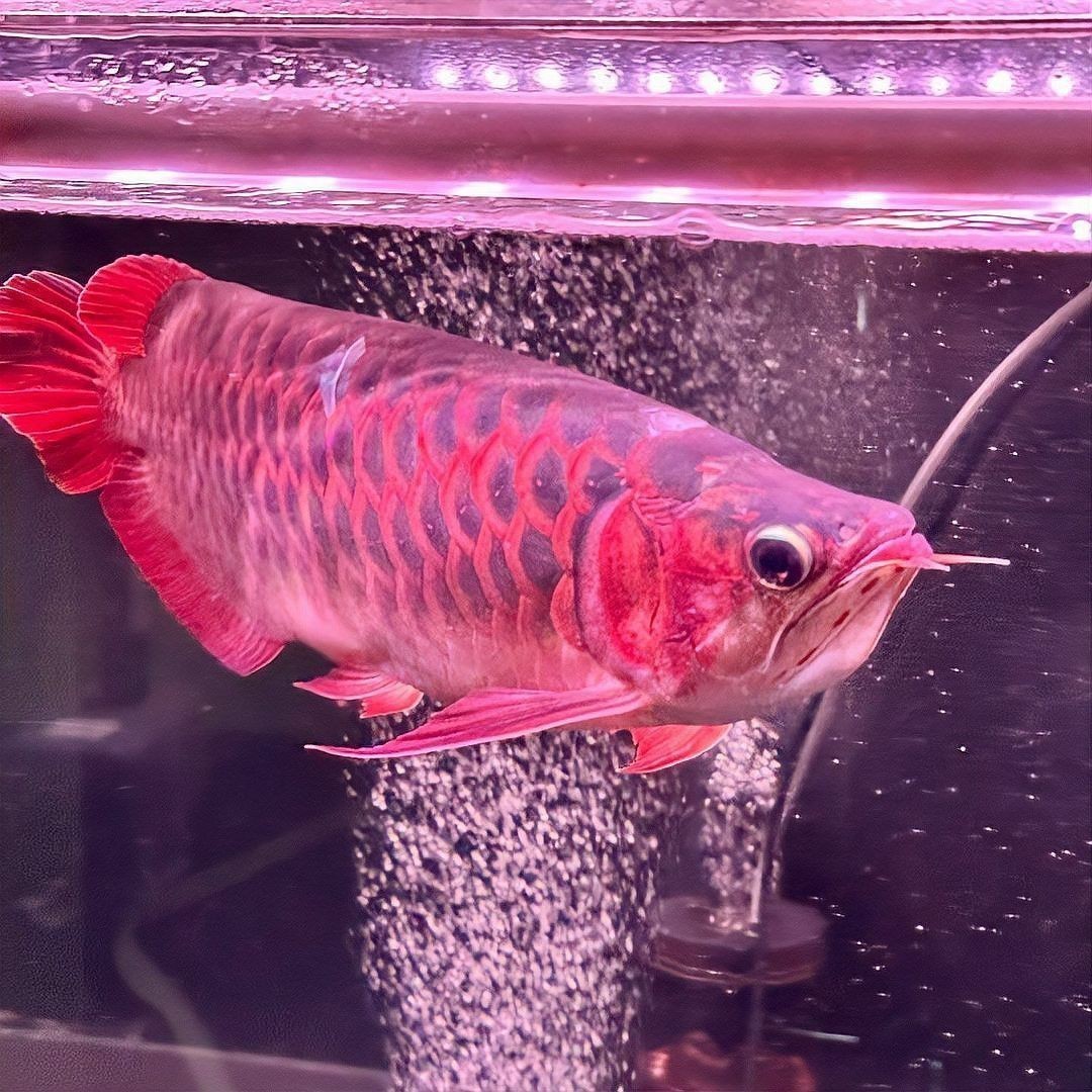 紅龍魚和金龍魚哪個更適合新手