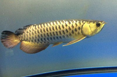 龍魚什么情況會死亡：龍魚死亡可能由多種因素引起 龍魚什么情況會死亡：龍魚死亡可能由多種因素引起 龍魚百科 第2張