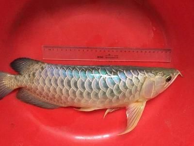 龍魚什么情況會死亡：龍魚死亡可能由多種因素引起 龍魚什么情況會死亡：龍魚死亡可能由多種因素引起 龍魚百科 第3張