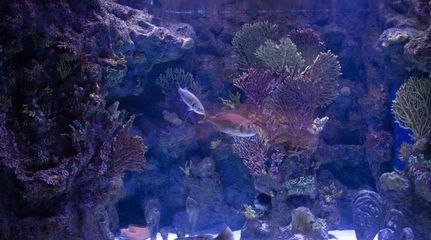 養(yǎng)龍魚魚缸背景圖高清無水印：養(yǎng)龍魚魚缸背景圖怎么選