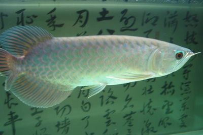 10公分青龍魚(yú)價(jià)格表：10公分青龍魚(yú)價(jià)格一般多少錢一斤青龍魚(yú)多少錢一斤