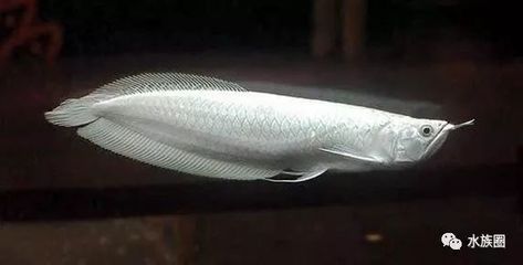 龍魚生長周期（龍魚的生長周期是一個復雜的過程）