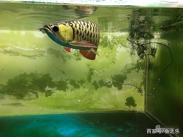 古典龍魚跟藍底龍魚的區別圖片大全