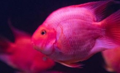 銀龍魚能和藍鯊混養嗎