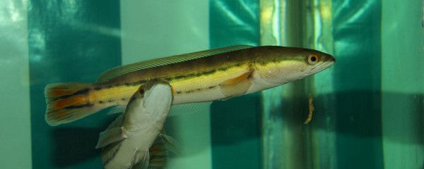 銀龍魚能和藍鯊混養嗎