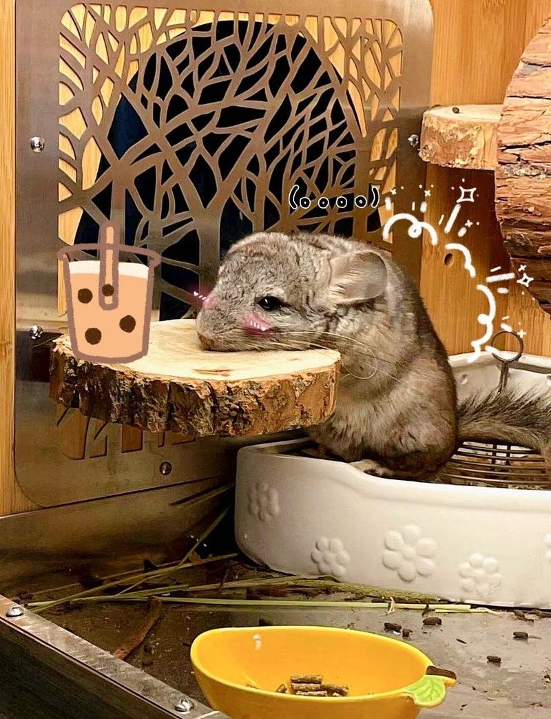 龍貓玩具多久更換一次？