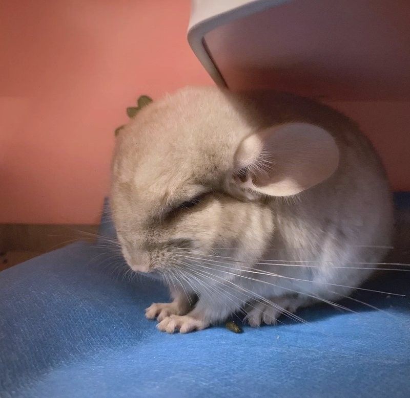 龍貓玩具多久更換一次？