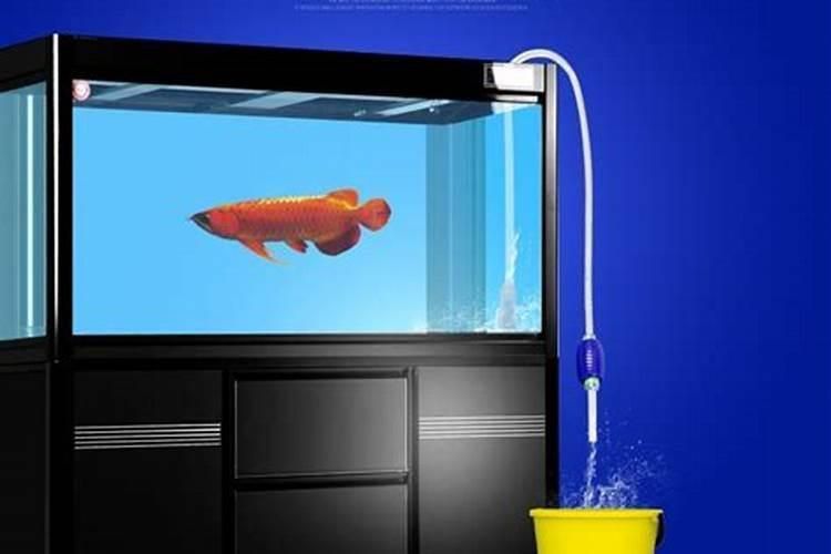金魚換水后趴缸底不動 金魚換水后趴缸底不動 龍魚百科 第4張